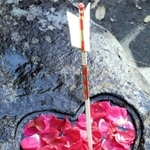 真っ赤なバラ＝加茂神社