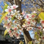 見頃を迎えたヒマラヤザクラ＝加古川市加古川町篠原町