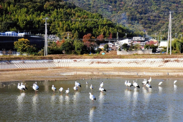 ２０羽前後の集団で飛来が続いたコウノトリ＝２０２０年１１月、加古川市志方町原、皿池（原地域づくり協議会提供）