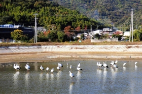 ２０羽前後の集団で飛来が続いたコウノトリ＝２０２０年１１月、加古川市志方町原、皿池（原地域づくり協議会提供）