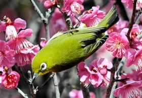 花の蜜を吸いに来たメジロ＝曽根天満宮
