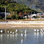 ２０羽前後の集団で飛来が続いたコウノトリ＝２０２０年１１月、加古川市志方町原、皿池（原地域づくり協議会提供）