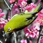 花の蜜を吸いに来たメジロ＝曽根天満宮