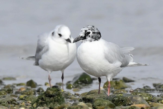 黒い夏毛に生え替わり始め、ごま塩状の頭部になったズグロカモメ＝高砂市内（木下文生さん提供）