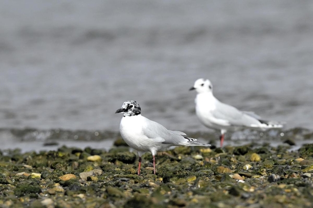 黒い夏毛に変わりはじめ，ごま塩状の頭部になったズグロカモメ＝高砂市（木下文生さん提供）