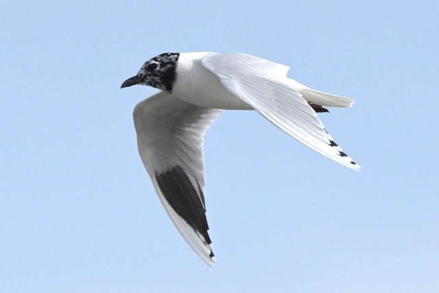 黒い夏毛にほぼ生え替わったズグロカモメ＝高砂市内（木下文生さん提供）