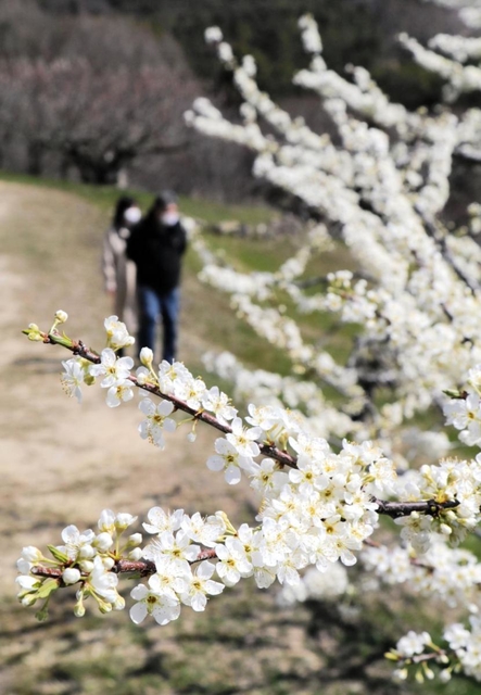 東播 純白の花 １００本のスモモが見頃に みとろフルーツパーク 神戸新聞next