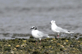 黒い夏毛に変わりはじめ，ごま塩状の頭部になったズグロカモメ＝高砂市（木下文生さん提供）