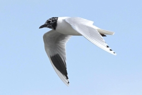黒い夏毛にほぼ生え替わったズグロカモメ＝高砂市内（木下文生さん提供）
