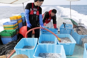 甲板で氷と海水によるシンコの洗浄作業が進められた＝明石沖