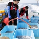 甲板で氷と海水によるシンコの洗浄作業が進められた＝明石沖