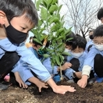 新たに植えたミカンの木の根元に土をかぶせる園児＝加古川市立加古川幼稚園