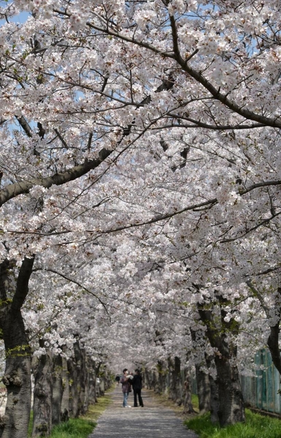 桜のトンネルも満開に＝高砂市曽根町