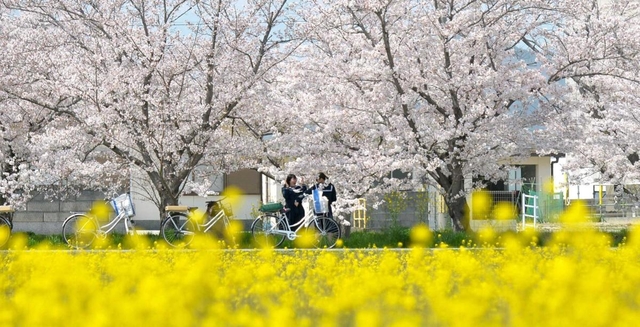 菜の花畑の奥で満開となった桜＝高砂市阿弥陀町南池