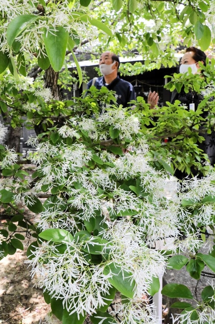 かれんな白い花を咲かせたヒトツバタゴ＝生石神社