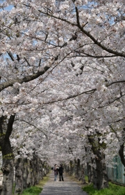 桜のトンネルも満開に＝高砂市曽根町