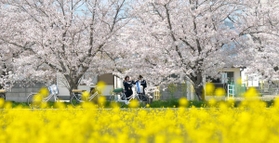 菜の花畑の奥で満開となった桜＝高砂市阿弥陀町南池