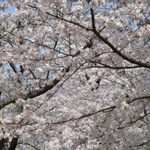 桜のトンネルも満開に＝高砂市曽根町