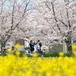 菜の花畑の奥で満開となった桜＝高砂市阿弥陀町南池