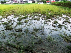 イノシシに踏み荒らされた水稲＝２０２０年９月、加古川市志方町投松（同市提供）