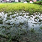 イノシシに踏み荒らされた水稲＝２０２０年９月、加古川市志方町投松（同市提供）