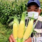 トウモロコシを手に、収穫体験への参加を呼び掛ける佐伯真究代表理事＝加古川市西神吉町宮前