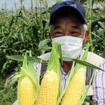 トウモロコシを手に、収穫体験への参加を呼び掛ける佐伯真究代表理事＝加古川市西神吉町宮前