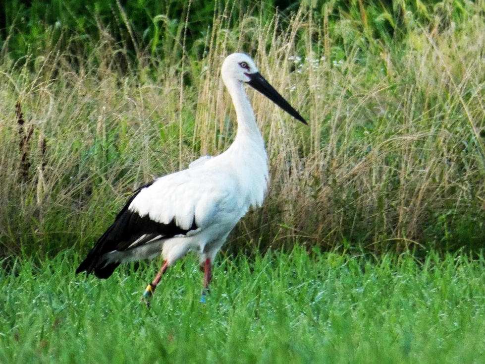 神戸新聞next 東播 コウノトリ加古川に 地元の松尾さん 水田で撮影
