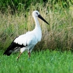 水田を歩くコウノトリ＝加古川市八幡町宗佐（松尾信一さん提供）