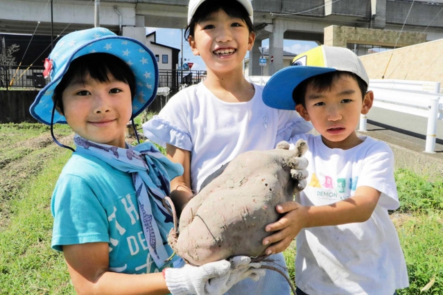 ４キロを超えるサツマイモを持つ（左から）梅田莉空ちゃん、福島凜美さん、綾士ちゃん＝加古川市加古川町美乃利