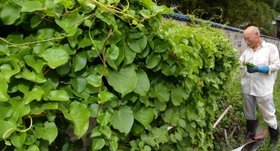 健康食材として注目されているオカワカメ＝稲美町中村