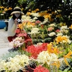 ５色のヒガンバナが同時に咲く境内＝円照寺