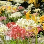 ５色のヒガンバナが同時に咲く境内＝円照寺