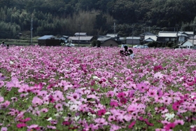 ピンク色のじゅうたんのように畑一面にコスモスが広がる＝加古川市志方町高畑
