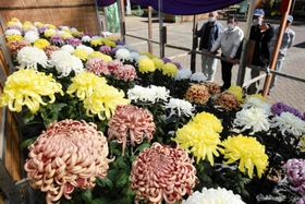 会場に並ぶ色鮮やかな大菊＝日岡山公園