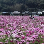 ピンク色のじゅうたんのように畑一面にコスモスが広がる＝加古川市志方町高畑