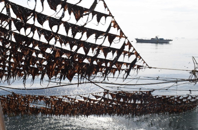 網に沿って大きく育ったノリ＝加古川市沖