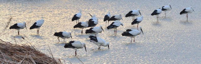 浅瀬で餌をついばむコウノトリの群れ＝野田池