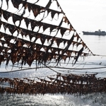 網に沿って大きく育ったノリ＝加古川市沖