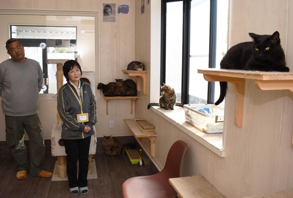 神戸新聞next 東播 にゃんだか元気がでるよ 障害者の就労事業所に 保護猫サロン 併設 来所のきっかけに 加古川