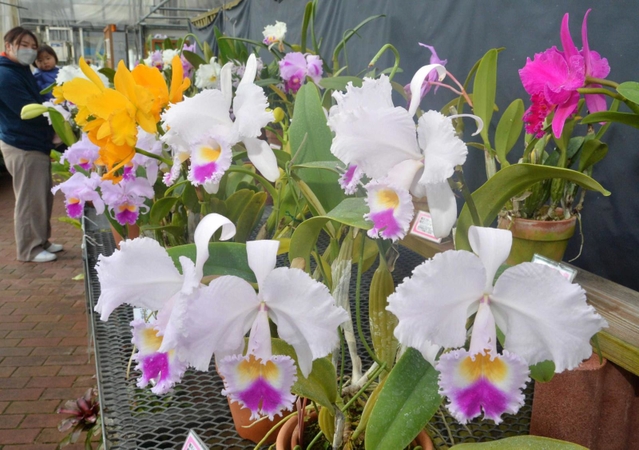 カトレア展で展示されている色鮮やかな花々＝市ノ池公園
