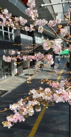 神戸新聞next 東播 寒さに負けず サクラ咲く ジュウガツザクラなど 小さな花が商店街に彩り 加古川