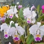 カトレア展で展示されている色鮮やかな花々＝市ノ池公園