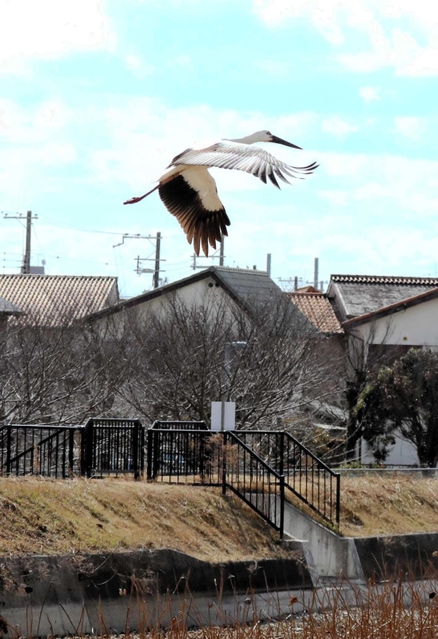 ２月に入ってからも住宅街の中にあるため池で過ごしたコウノトリ＝明石市内