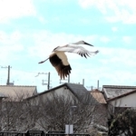 ２月に入ってからも住宅街の中にあるため池で過ごしたコウノトリ＝明石市内