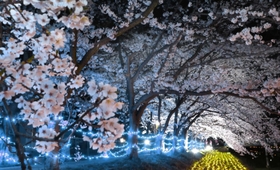 ＬＥＤライトに照らされた夜桜＝２０１８年４月、高砂市曽根町