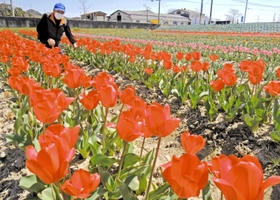 次々と鮮やかな花を咲かせているチューリップ畑をうれしそうに見つめる富木攻さん＝加古川市