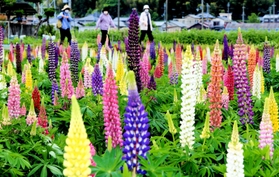 フジの花を逆さにしたように見えることから「昇りフジ」とも呼ばれる「ルピナス」＝加古川市志方町横大路