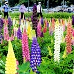 フジの花を逆さにしたように見えることから「昇りフジ」とも呼ばれる「ルピナス」＝加古川市志方町横大路