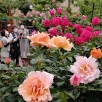 鮮やかな花々を連ねるつるバラ＝加古川市平岡町高畑、ガーデンテラスニキ